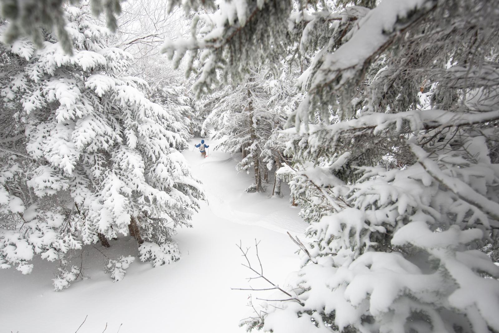 Snow-covered trees and path in a winter forest.